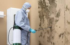 Best Attic Mold Removal  in Downingtown, PA